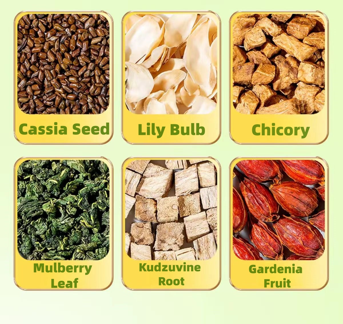 chicory Gardenia rea（10 Sachets per Bag）