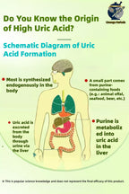 chicory Gardenia rea（10 Sachets per Bag）