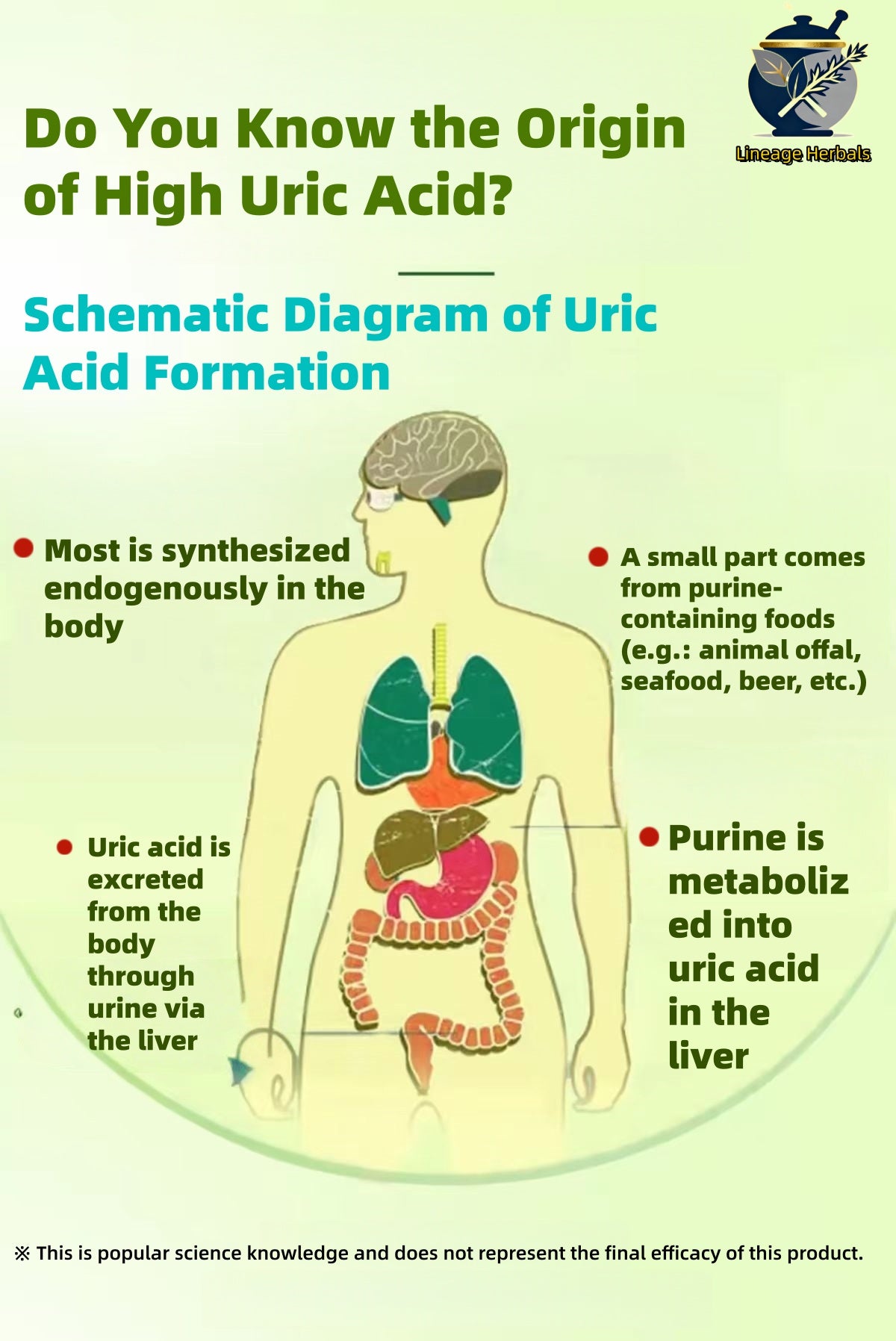 chicory Gardenia rea（10 Sachets per Bag）